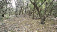 Frio Canyon Real Estate - Martin Martinez
