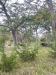 Frio Canyon Real Estate - Martin Martinez