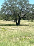Frio Canyon Real Estate - Martin Martinez