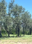 Frio Canyon Real Estate - Martin Martinez