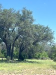 Frio Canyon Real Estate - Martin Martinez
