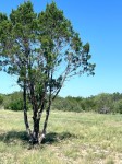 Frio Canyon Real Estate - Martin Martinez