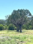 Frio Canyon Real Estate - Martin Martinez