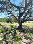 Frio Canyon Real Estate - Martin Martinez