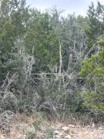 Frio Canyon Real Estate - Martin Martinez