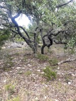 Frio Canyon Real Estate - Martin Martinez