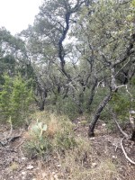 Frio Canyon Real Estate - Martin Martinez