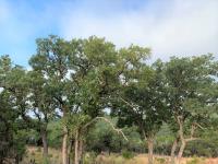 Frio Canyon Real Estate - Martin Martinez