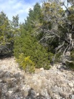 Frio Canyon Real Estate - Martin Martinez