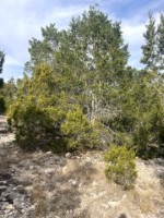 Frio Canyon Real Estate - Martin Martinez