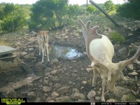 Frio Canyon Real Estate - Martin Martinez