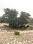 Frio Canyon Real Estate - Martin Martinez