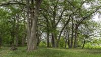 Frio Canyon Real Estate - Martin Martinez
