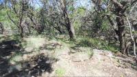 Frio Canyon Real Estate - Martin Martinez