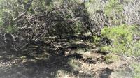 Frio Canyon Real Estate - Martin Martinez