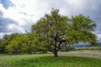 Frio Canyon Real Estate - Martin Martinez